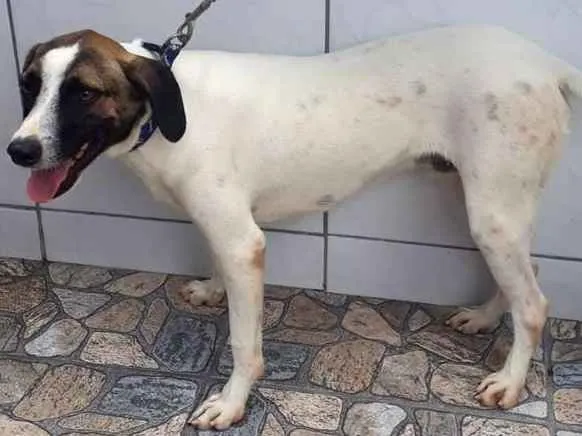 Cachorro ra a SRD idade 1 ano nome FABINHO