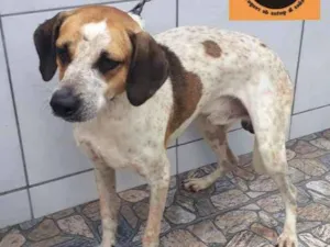 Cachorro raça SRD idade 1 ano nome AFRÂNIO