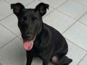Cachorro raça Srd idade  nome Nori