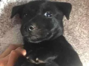 Cachorro raça Não sei  idade Abaixo de 2 meses nome Nao tem nome 