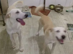 Cachorro raça Labrador eu acho idade 7 a 11 meses nome Bobi e soppia