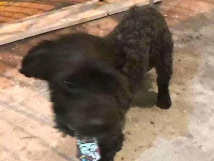 Cachorro ra a Misturado idade 1 ano nome Maylon