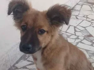 Cachorro raça Mestissia  idade 7 a 11 meses nome Amora