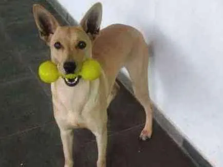 Cachorro ra a SRD idade 2 anos nome Laica