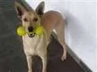 Cachorro raça SRD idade 2 anos nome Laica