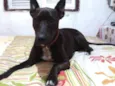 zorro