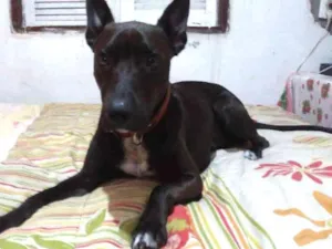 Cachorro raça mistura labrador idade 2 a 6 meses nome zorro
