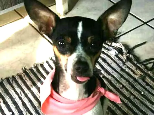 Cachorro ra a Mestiça de Pinscher  idade 2 anos nome Nina