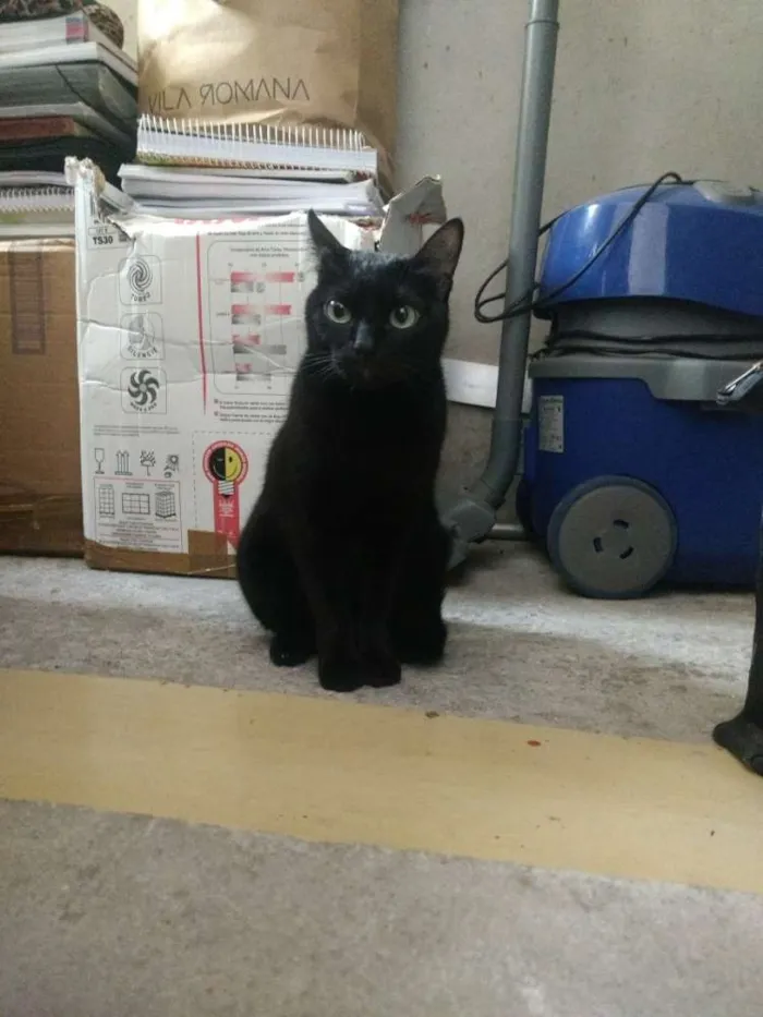 Gato ra a Nenhuma idade 3 anos nome Tila