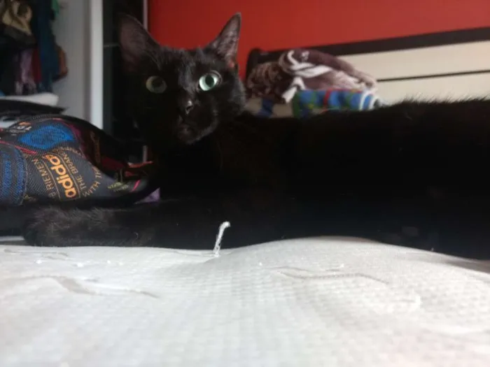 Gato ra a Nenhuma idade 3 anos nome Tila