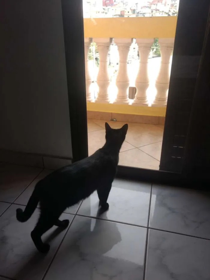 Gato ra a Nenhuma idade 3 anos nome Tila