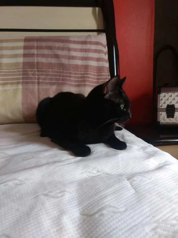 Gato ra a Nenhuma idade 3 anos nome Tila