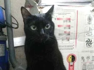 Gato raça Nenhuma idade 3 anos nome Tila