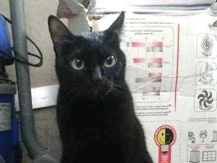 Gato ra a Nenhuma idade 3 anos nome Tila