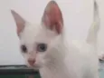 Nao tem