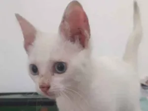 Gato raça  idade Abaixo de 2 meses nome Não coloquei