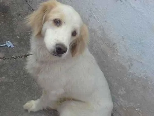 Cachorro ra a Vira lata idade 2 a 6 meses nome Não tem