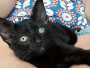 Gato raça Vira Lata idade Abaixo de 2 meses nome Pretinha