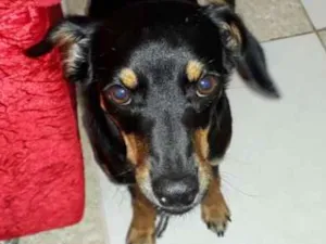 Cachorro raça SRD idade 1 ano nome Mytsy