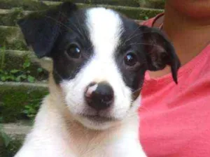 Cachorro raça  idade 2 a 6 meses nome Zeus Bebezinho