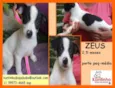 Zeus Bebezinho
