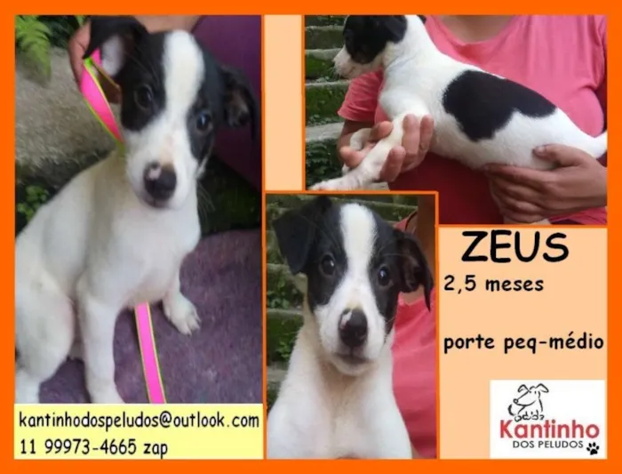 Cachorro ra a  idade 2 a 6 meses nome Zeus Bebezinho
