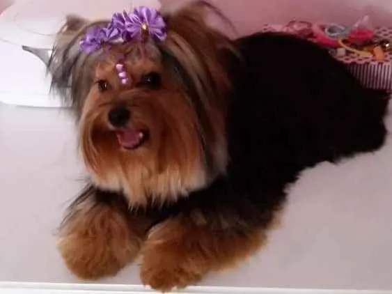 Cachorro ra a Yorkshire idade 3 anos nome Lucy