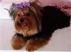Cachorro raça Yorkshire idade 3 anos nome Lucy