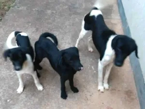 Cachorro raça INDEFINIDA idade 2 a 6 meses nome KIKA