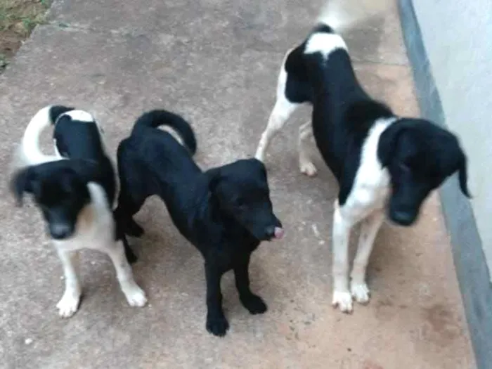 Cachorro ra a INDEFINIDA idade 2 a 6 meses nome KIKA