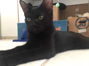 Gato raça SRD idade 2 a 6 meses nome Lucca