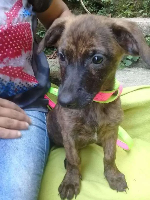 Cachorro ra a  idade 2 a 6 meses nome Tampinha Bebezinha