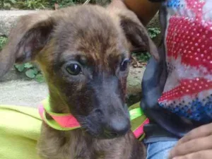 Cachorro raça  idade 2 a 6 meses nome Tampinha Bebezinha