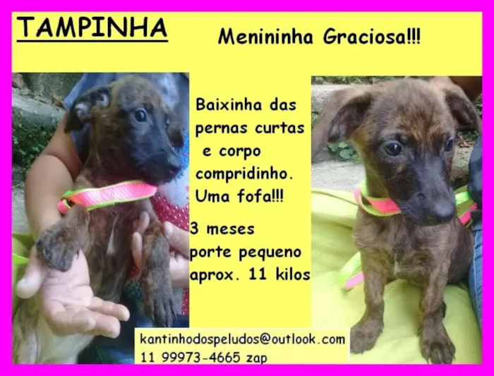 Cachorro ra a  idade 2 a 6 meses nome Tampinha Bebezinha