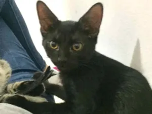 Gato raça SRD idade 2 a 6 meses nome Lucca e Lorenzo
