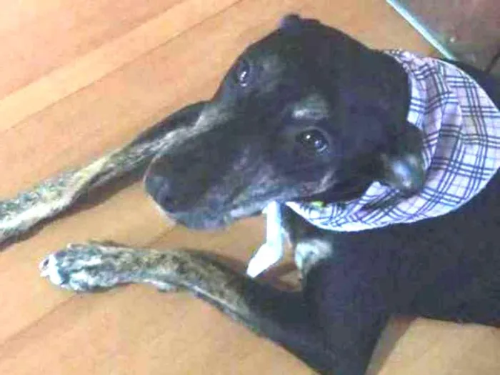 Cachorro ra a SRD idade 7 a 11 meses nome Cacau