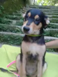 Faustinho Bebezinho