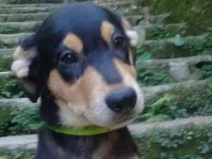Cachorro raça  idade 2 a 6 meses nome Faustinho Bebezinho
