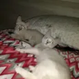pacato e isabel