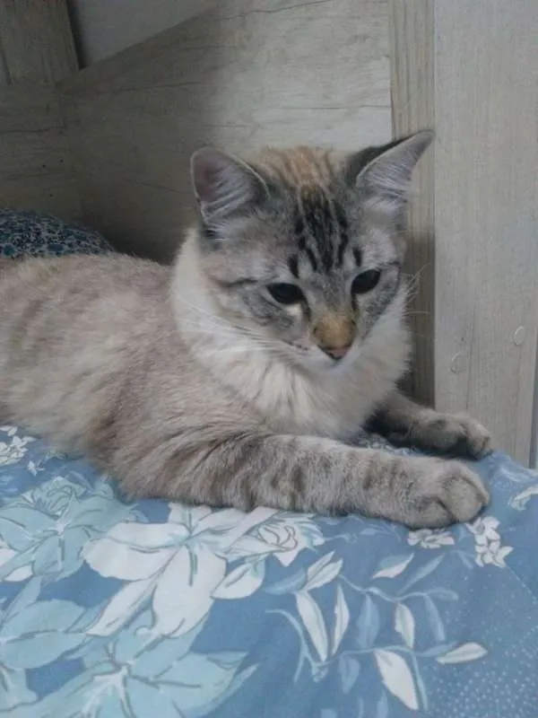 Gato ra a Angorá idade 2 a 6 meses nome pacato e isabel