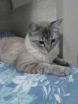 pacato e isabel