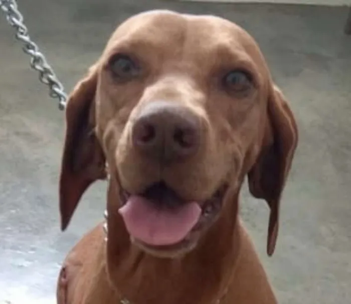 Cachorro ra a Viszla idade 3 anos nome Anabelle