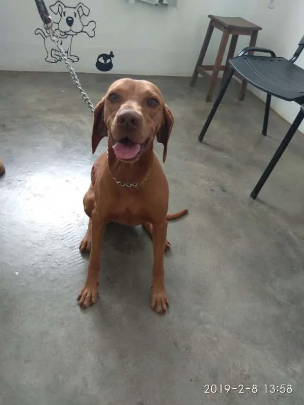 Cachorro ra a Viszla idade 3 anos nome Anabelle
