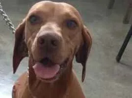Cachorro raça Viszla idade 3 anos nome Anabelle
