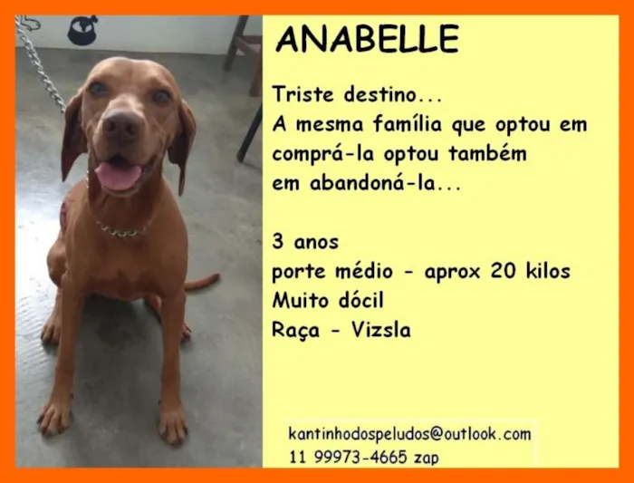 Cachorro ra a Viszla idade 3 anos nome Anabelle