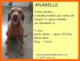 Anabelle