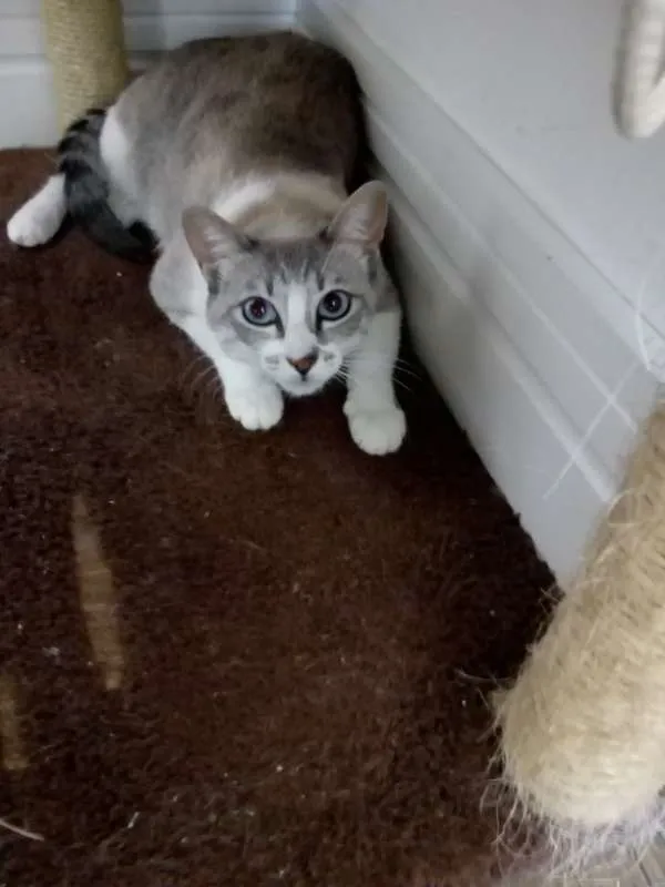 Gato ra a Angorá idade 2 a 6 meses nome pacato e isabel