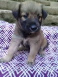 Barney Bebezinho