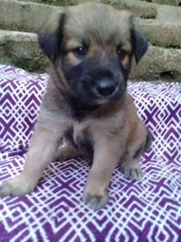 Cachorro ra a  idade 2 a 6 meses nome Barney Bebezinho