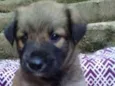 Barney Bebezinho